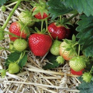 Lire la suite à propos de l’article La fraise : reine des petits fruits
