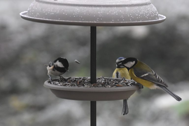 Lire la suite à propos de l’article Comment nourrir les oiseaux en hiver ?