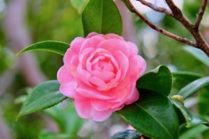 Lire la suite à propos de l’article Le camélia du Japon : des fleurs qui marquent la fin de l’hiver