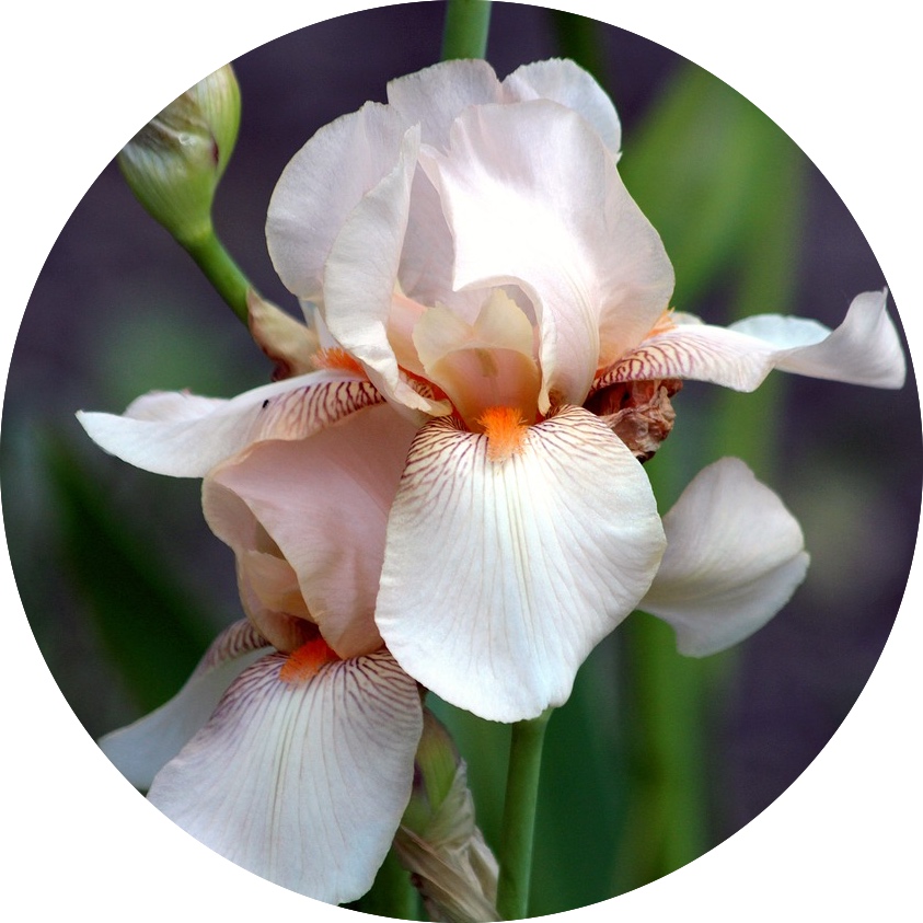 fleur d'iris des jardins