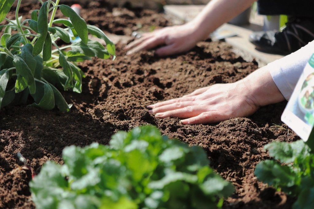 jardiner les mains dans la terre