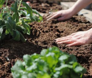 Lire la suite à propos de l’article S’activer au jardin… en mai