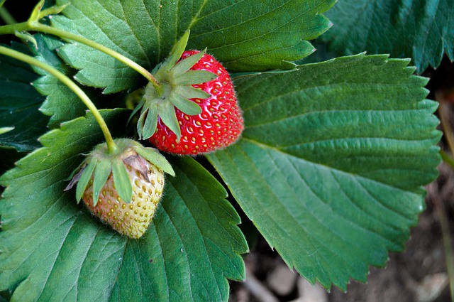 plant de fraisier