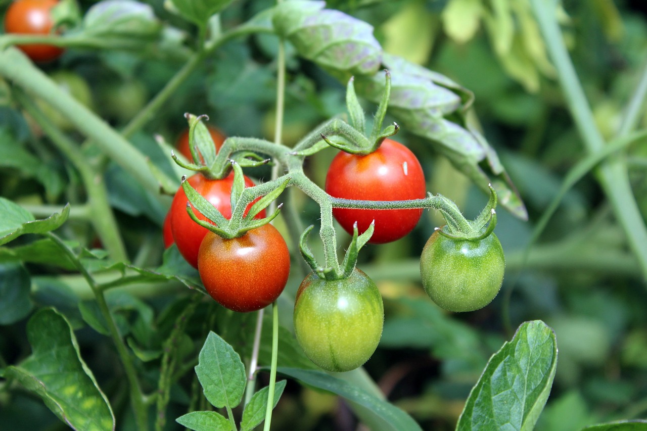 La tomate, grande vedette de l'été