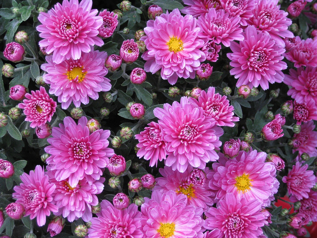 fleurs de chrysanthème roses