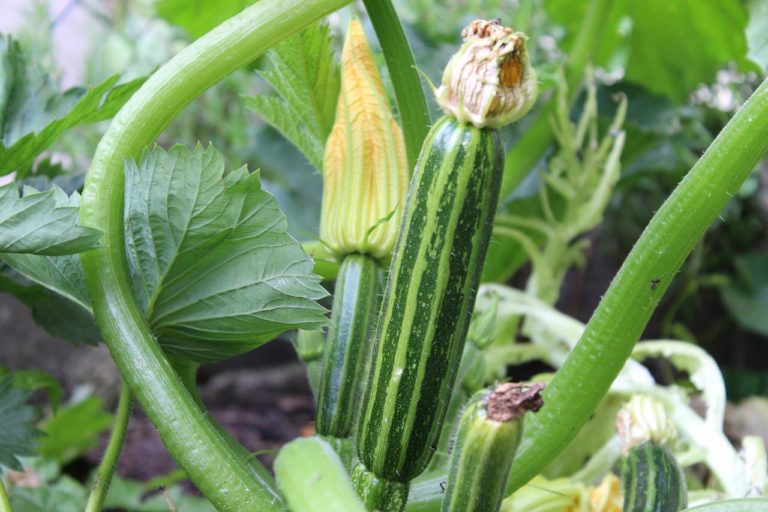 Lire la suite à propos de l’article Que semer, planter, récolter… en septembre ?