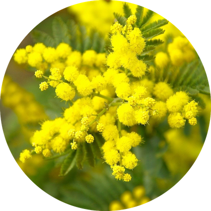mimosa-Jackmac34_Pixabay_849_C